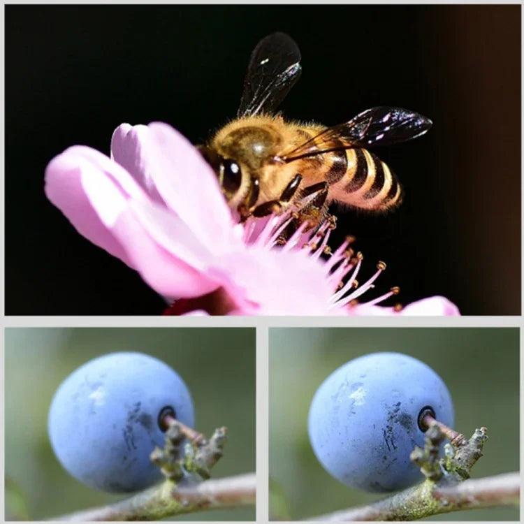 15X Macro Lens Filter for GoPro Hero11 Black / Hero11 Black Mini / HERO10 Black / HERO9 Black - Action King